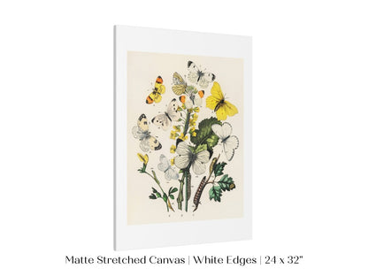 Butterflies and Caterpillars | P41 - Single Art Prints - Piccolo Fiore Prints