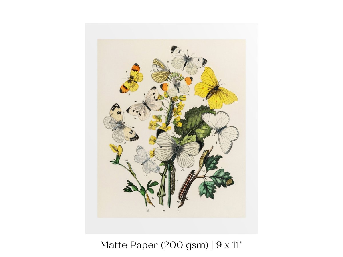 Butterflies and Caterpillars | P41 - Single Art Prints - Piccolo Fiore Prints