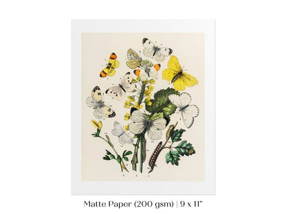 Butterflies and Caterpillars | P41 - Single Art Prints - Piccolo Fiore Prints