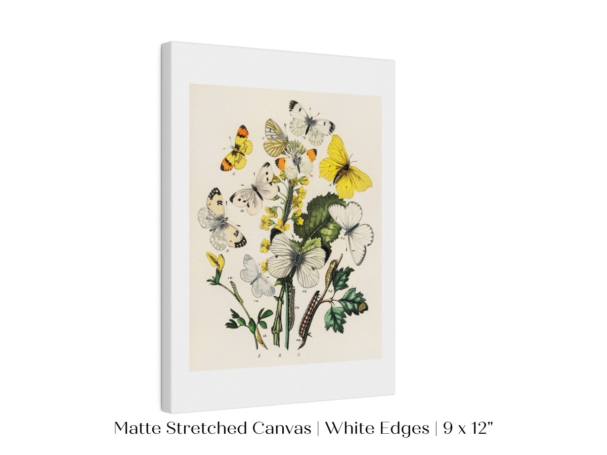 Butterflies and Caterpillars | P41 - Single Art Prints - Piccolo Fiore Prints