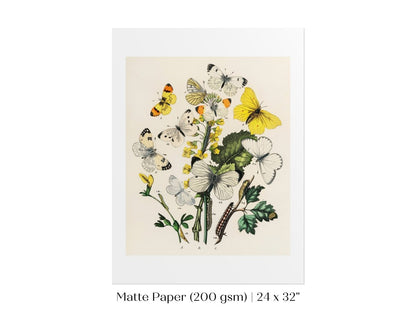 Butterflies and Caterpillars | P41 - Single Art Prints - Piccolo Fiore Prints