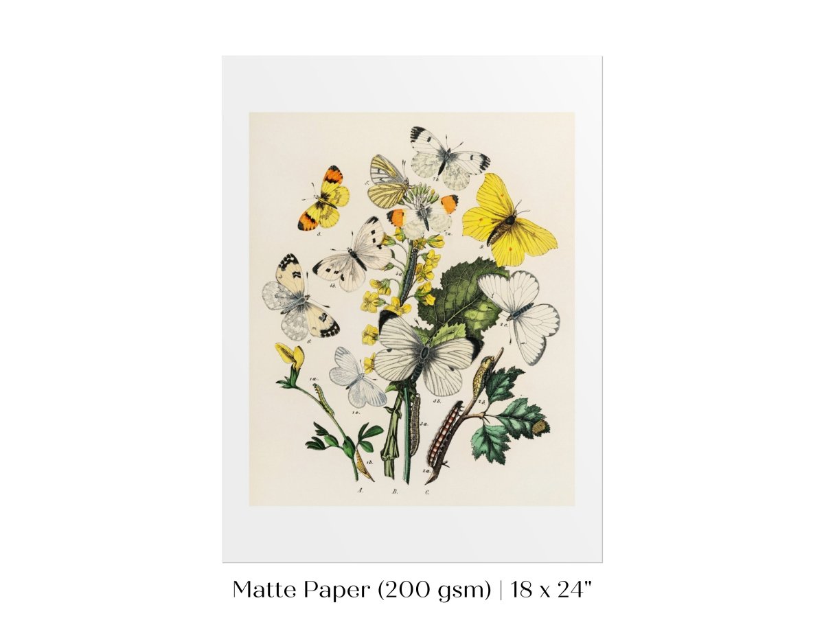Butterflies and Caterpillars | P41 - Single Art Prints - Piccolo Fiore Prints