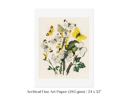 Butterflies and Caterpillars | P41 - Single Art Prints - Piccolo Fiore Prints
