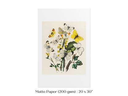 Butterflies and Caterpillars | P41 - Single Art Prints - Piccolo Fiore Prints