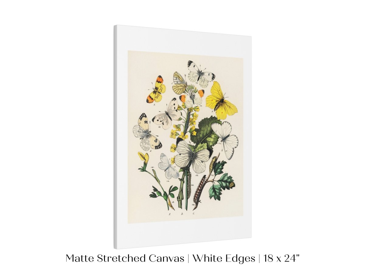 Butterflies and Caterpillars | P41 - Single Art Prints - Piccolo Fiore Prints