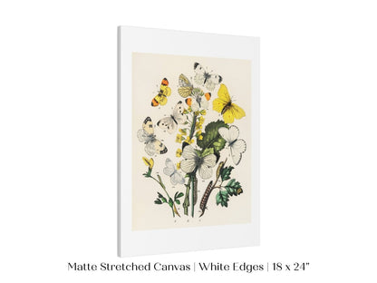 Butterflies and Caterpillars | P41 - Single Art Prints - Piccolo Fiore Prints