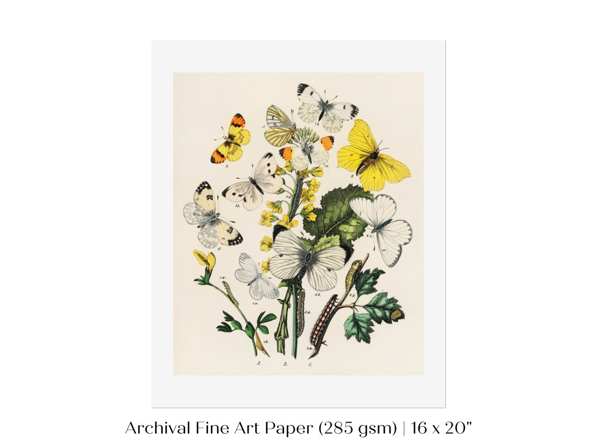 Butterflies and Caterpillars | P41 - Single Art Prints - Piccolo Fiore Prints