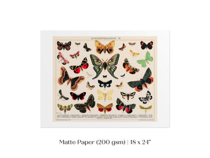 Butterflies and Moths Illustration | P81 - Single Art Prints - Piccolo Fiore Prints