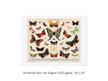 Butterflies and Moths Illustration | P81 - Single Art Prints - Piccolo Fiore Prints