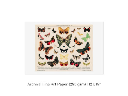 Butterflies and Moths Illustration | P81 - Single Art Prints - Piccolo Fiore Prints