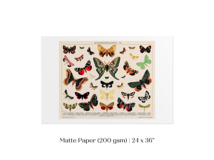Butterflies and Moths Illustration | P81 - Single Art Prints - Piccolo Fiore Prints
