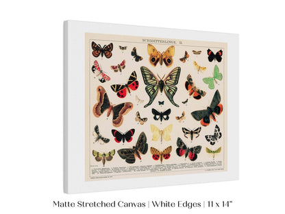 Butterflies and Moths Illustration | P81 - Single Art Prints - Piccolo Fiore Prints