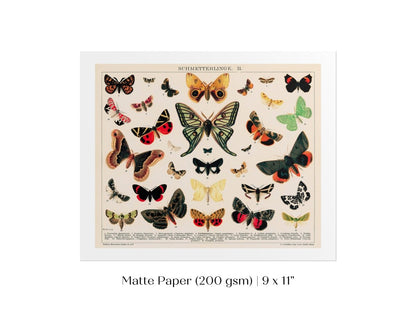 Butterflies and Moths Illustration | P81 - Single Art Prints - Piccolo Fiore Prints