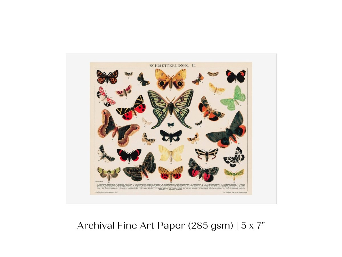 Butterflies and Moths Illustration | P81 - Single Art Prints - Piccolo Fiore Prints