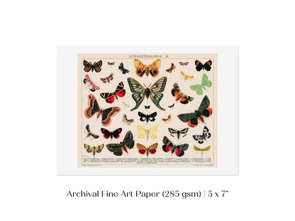 Butterflies and Moths Illustration | P81 - Single Art Prints - Piccolo Fiore Prints