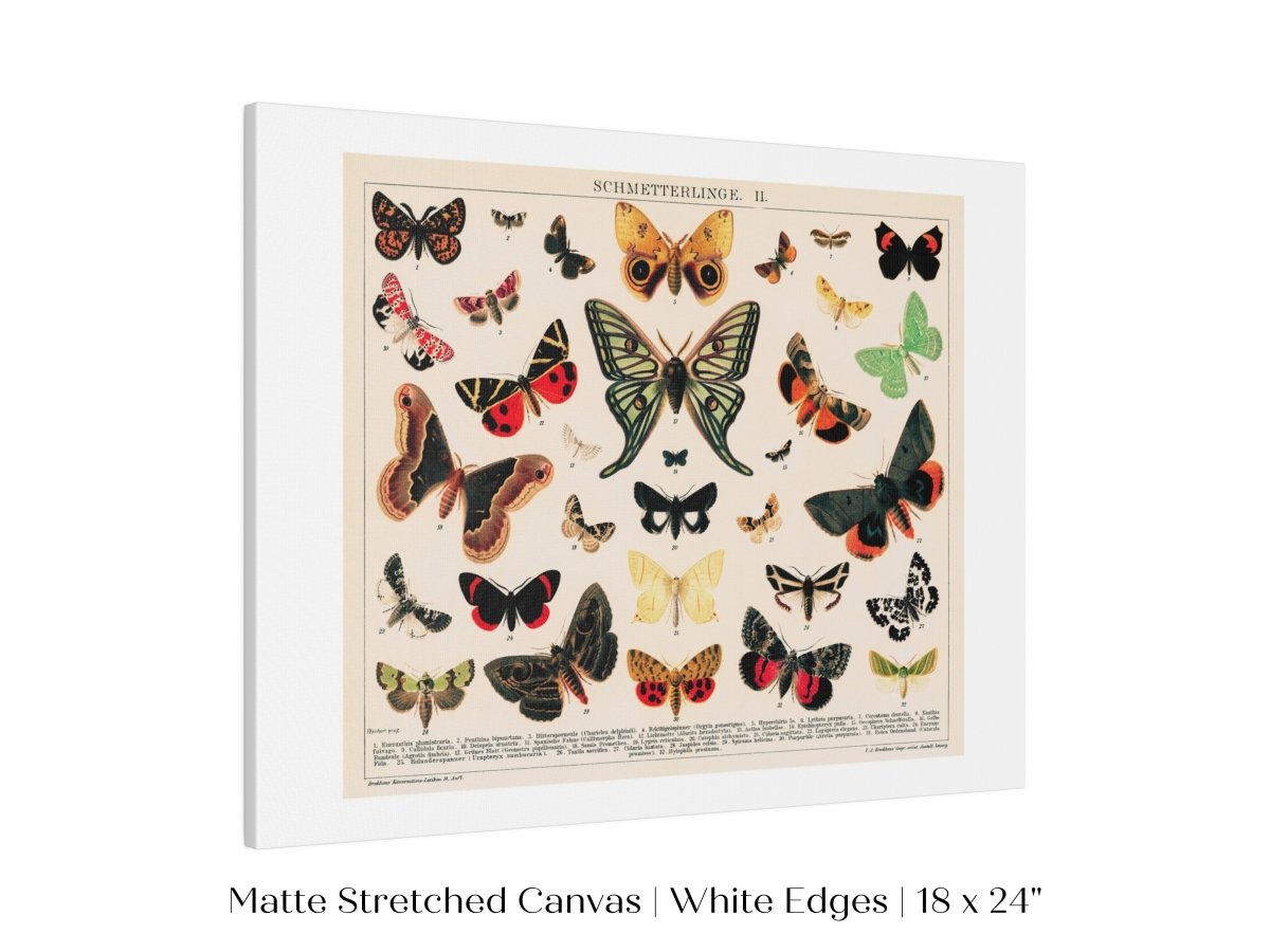 Butterflies and Moths Illustration | P81 - Single Art Prints - Piccolo Fiore Prints