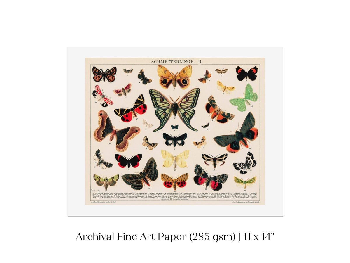 Butterflies and Moths Illustration | P81 - Single Art Prints - Piccolo Fiore Prints