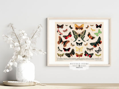 Butterflies and Moths Illustration | P81 - Single Art Prints - Piccolo Fiore Prints