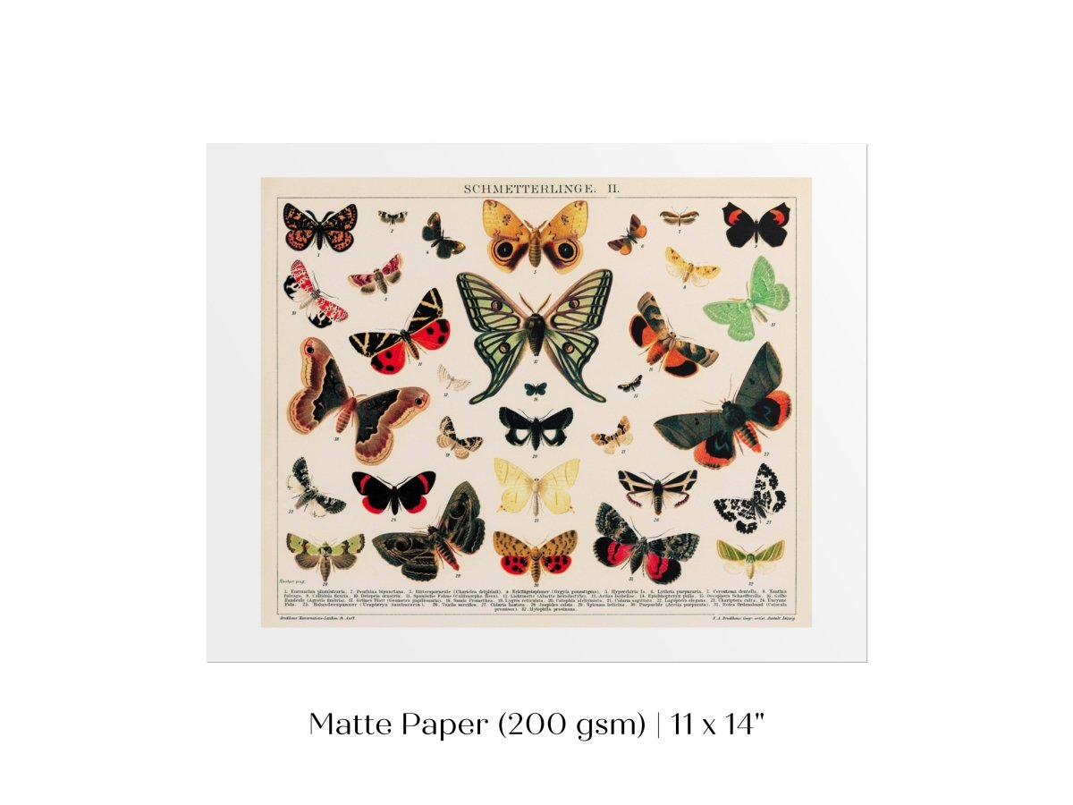 Butterflies and Moths Illustration | P81 - Single Art Prints - Piccolo Fiore Prints