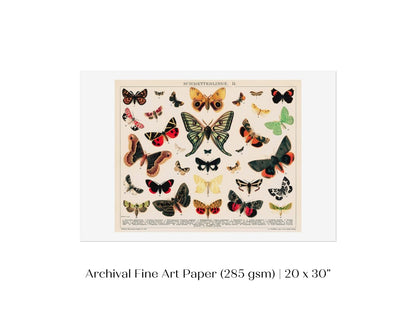 Butterflies and Moths Illustration | P81 - Single Art Prints - Piccolo Fiore Prints