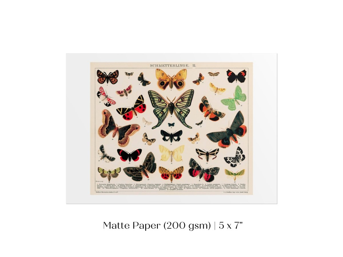 Butterflies and Moths Illustration | P81 - Single Art Prints - Piccolo Fiore Prints