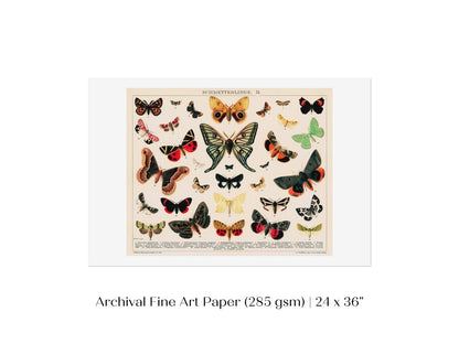 Butterflies and Moths Illustration | P81 - Single Art Prints - Piccolo Fiore Prints