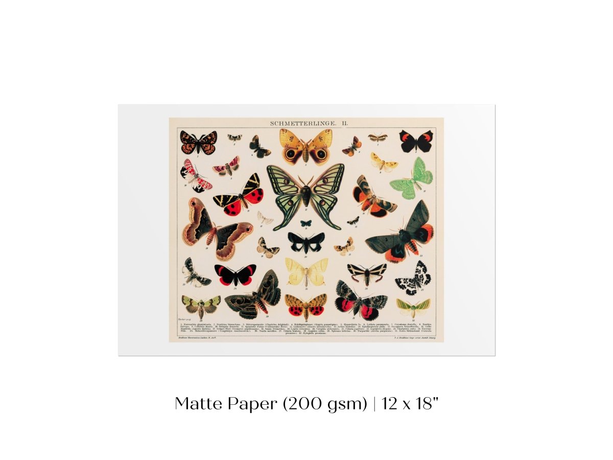 Butterflies and Moths Illustration | P81 - Single Art Prints - Piccolo Fiore Prints