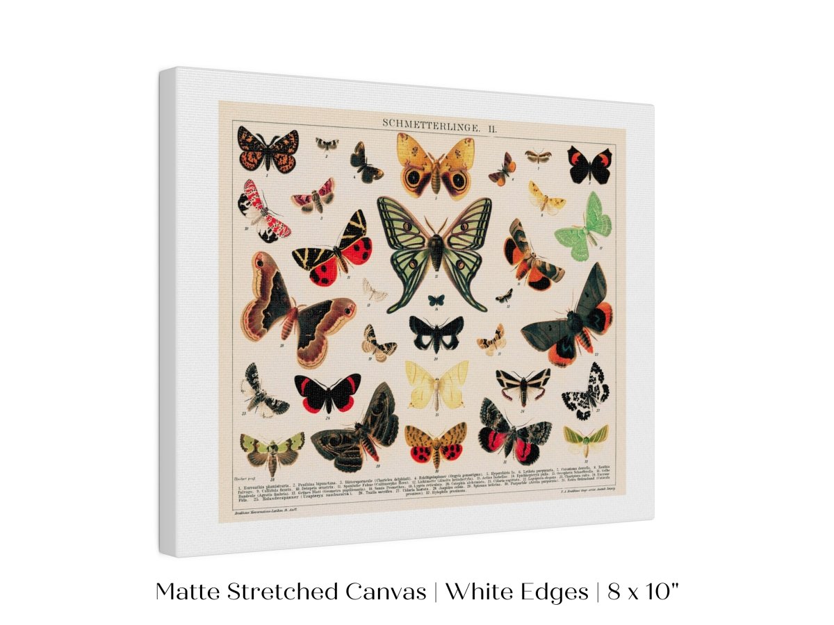 Butterflies and Moths Illustration | P81 - Single Art Prints - Piccolo Fiore Prints