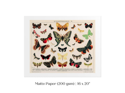 Butterflies and Moths Illustration | P81 - Single Art Prints - Piccolo Fiore Prints