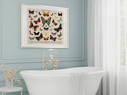 Butterflies and Moths Illustration | P81 - Single Art Prints - Piccolo Fiore Prints