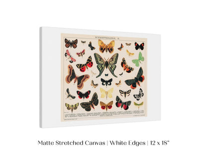 Butterflies and Moths Illustration | P81 - Single Art Prints - Piccolo Fiore Prints