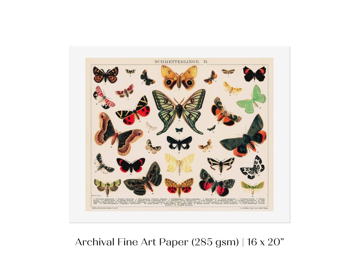 Butterflies and Moths Illustration | P81 - Single Art Prints - Piccolo Fiore Prints