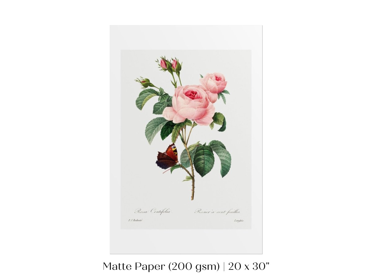 Cabbage Rose Illustration | P558 - Single Art Prints - Piccolo Fiore Prints