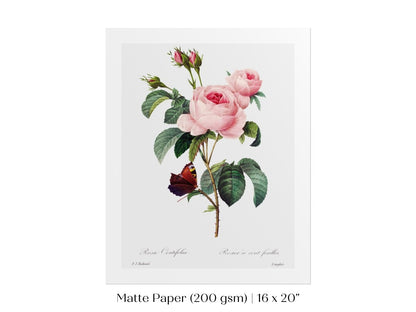 Cabbage Rose Illustration | P558 - Single Art Prints - Piccolo Fiore Prints