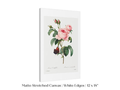 Cabbage Rose Illustration | P558 - Single Art Prints - Piccolo Fiore Prints