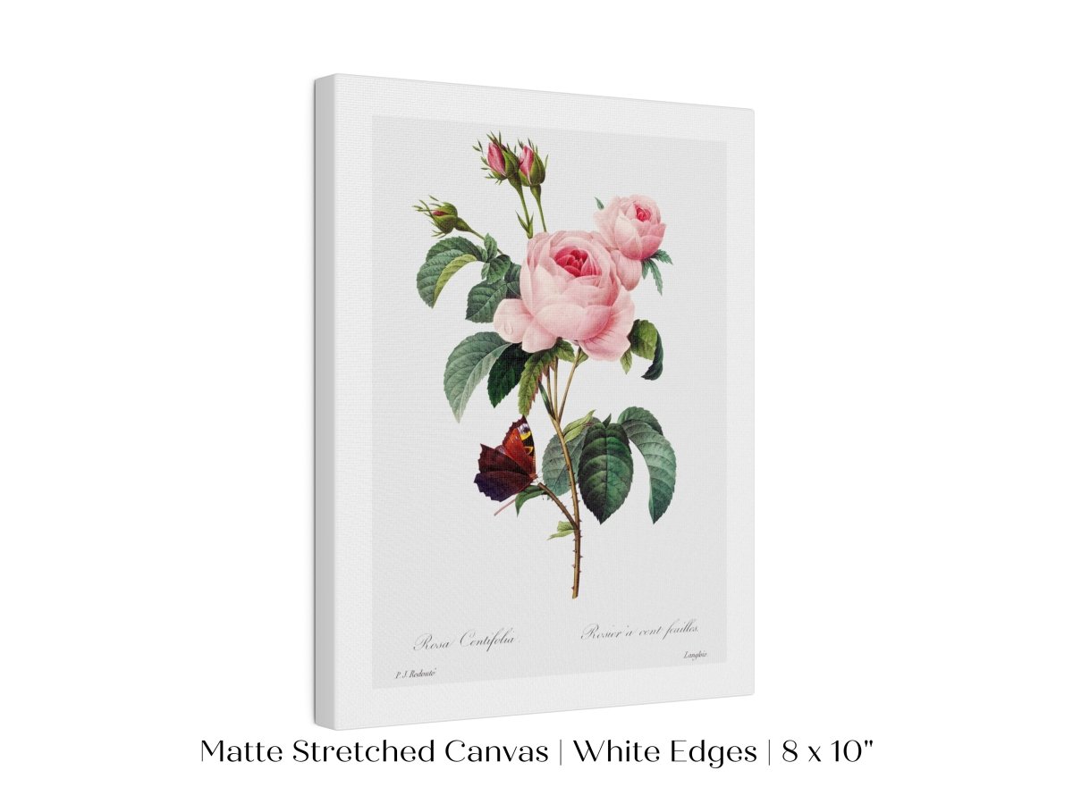Cabbage Rose Illustration | P558 - Single Art Prints - Piccolo Fiore Prints