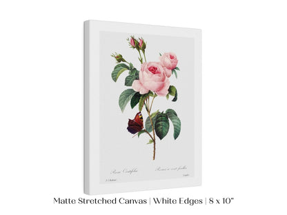 Cabbage Rose Illustration | P558 - Single Art Prints - Piccolo Fiore Prints