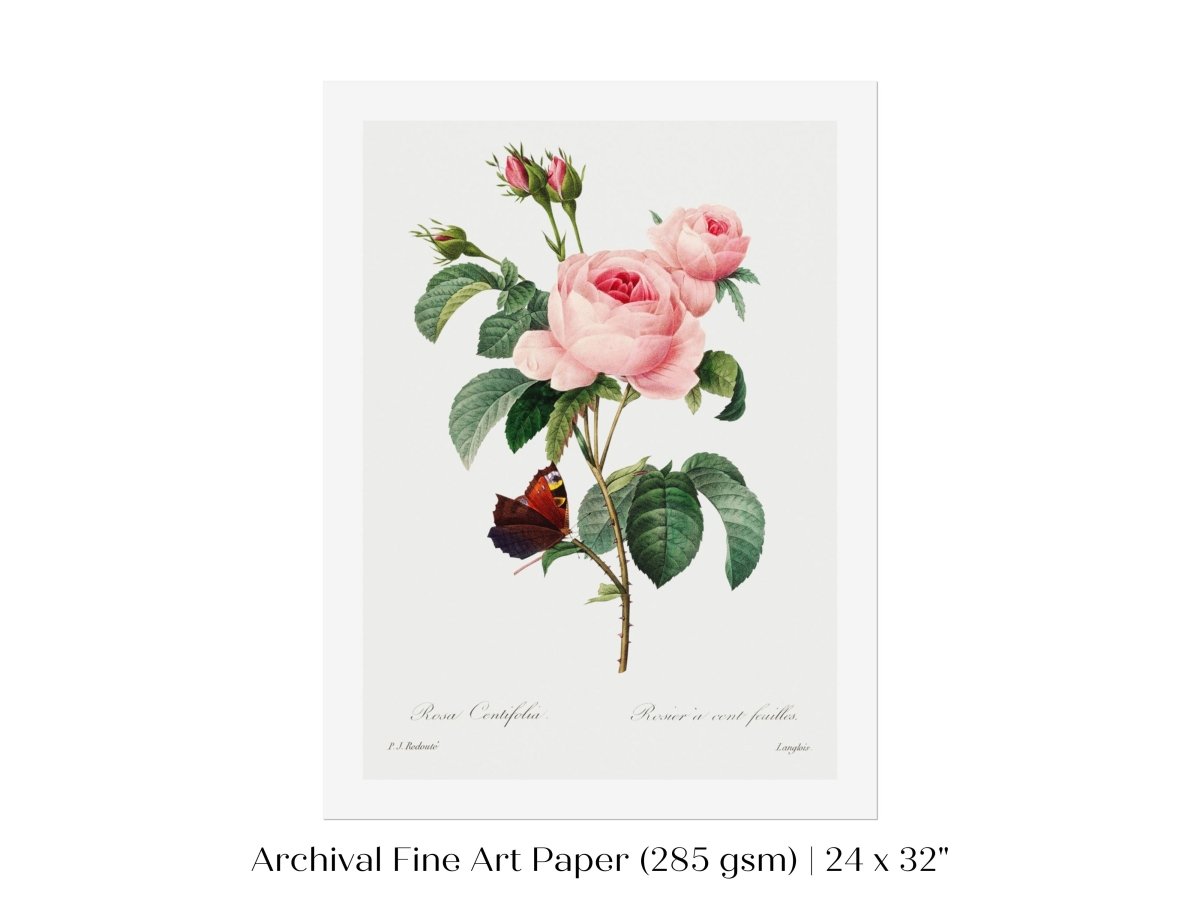 Cabbage Rose Illustration | P558 - Single Art Prints - Piccolo Fiore Prints
