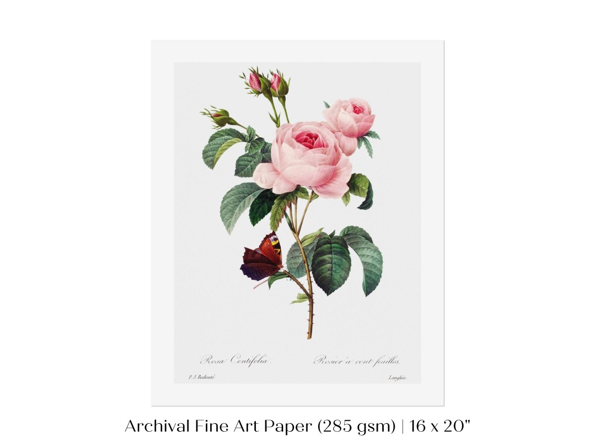 Cabbage Rose Illustration | P558 - Single Art Prints - Piccolo Fiore Prints
