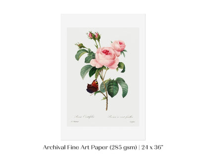 Cabbage Rose Illustration | P558 - Single Art Prints - Piccolo Fiore Prints
