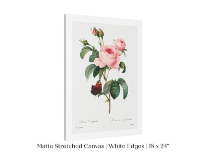 Cabbage Rose Illustration | P558 - Single Art Prints - Piccolo Fiore Prints