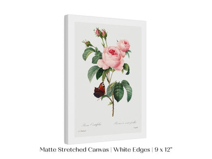 Cabbage Rose Illustration | P558 - Single Art Prints - Piccolo Fiore Prints
