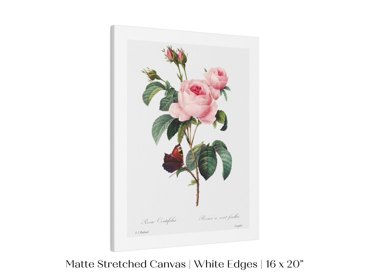 Cabbage Rose Illustration | P558 - Single Art Prints - Piccolo Fiore Prints