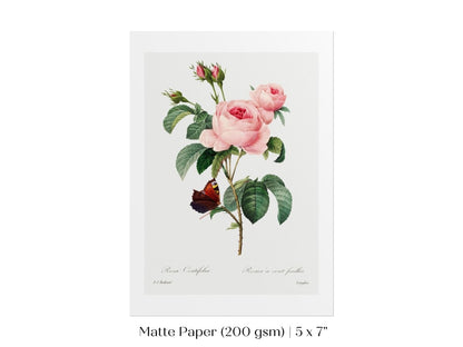 Cabbage Rose Illustration | P558 - Single Art Prints - Piccolo Fiore Prints
