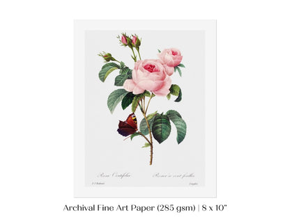 Cabbage Rose Illustration | P558 - Single Art Prints - Piccolo Fiore Prints