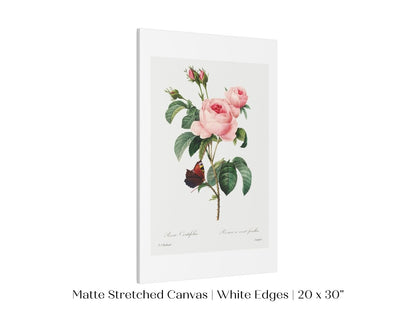 Cabbage Rose Illustration | P558 - Single Art Prints - Piccolo Fiore Prints