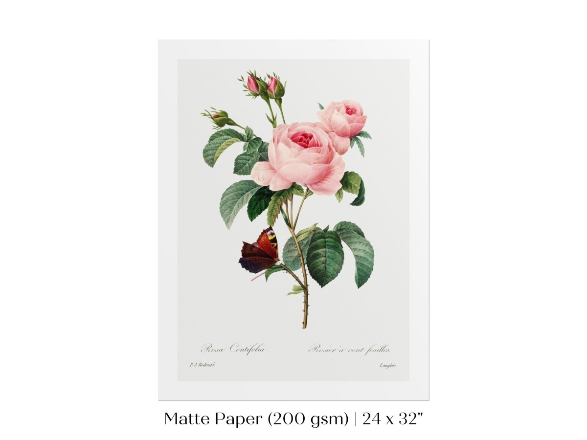 Cabbage Rose Illustration | P558 - Single Art Prints - Piccolo Fiore Prints