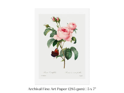 Cabbage Rose Illustration | P558 - Single Art Prints - Piccolo Fiore Prints