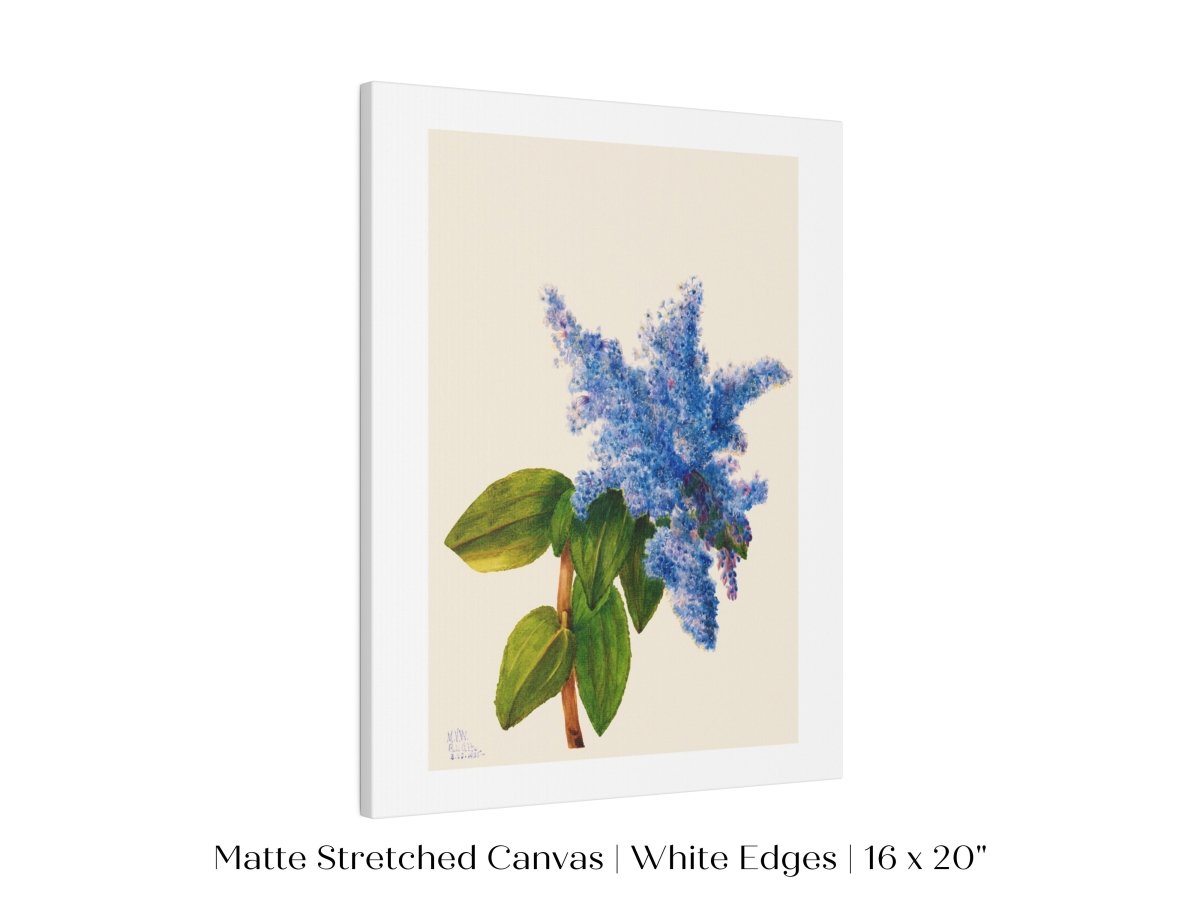 California Lilac Illustration | P107 - Single Art Prints - Piccolo Fiore Prints