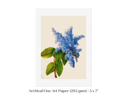 California Lilac Illustration | P107 - Single Art Prints - Piccolo Fiore Prints